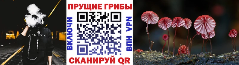 Псилоцибиновые грибы мицелий Урус-Мартан