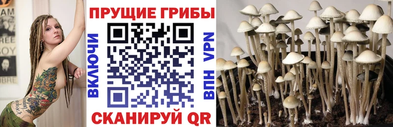 KRAKEN рабочий сайт  Урус-Мартан  Псилоцибиновые грибы Psilocybine cubensis 
